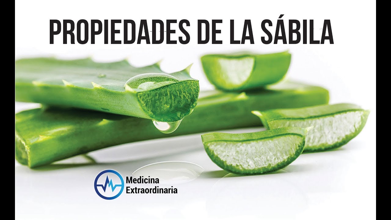 SÁBILA BENEFICIOS y RIESGOS ? USOS y PROPIEDADES ? MEDICINA EXTRAORDINARIA