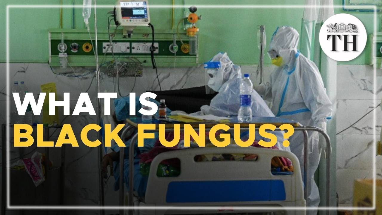 What is black fungus and what causes the infection in COVID-19 patients?